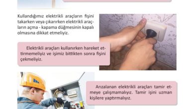 3. Sınıf Fen Bilimleri Meb Yayınları Sayfa 236 Cevapları