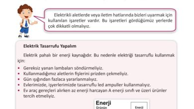 3. Sınıf Fen Bilimleri Meb Yayınları Sayfa 238 Cevapları