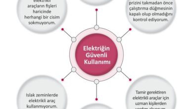 3. Sınıf Fen Bilimleri Meb Yayınları Sayfa 239 Cevapları