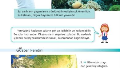 3. Sınıf Fen Bilimleri Meb Yayınları Sayfa 24 Cevapları