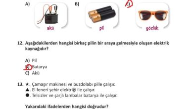 3. Sınıf Fen Bilimleri Meb Yayınları Sayfa 244 Cevapları