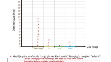 3. Sınıf Fen Bilimleri Meb Yayınları Sayfa 41 Cevapları