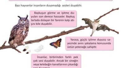 3. Sınıf Fen Bilimleri Meb Yayınları Sayfa 45 Cevapları