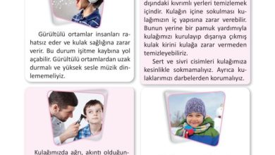 3. Sınıf Fen Bilimleri Meb Yayınları Sayfa 47 Cevapları