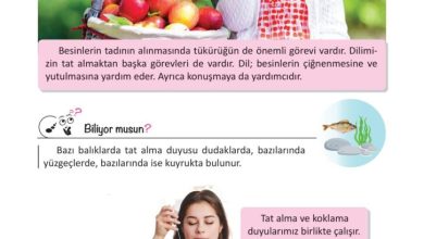 3. Sınıf Fen Bilimleri Meb Yayınları Sayfa 52 Cevapları