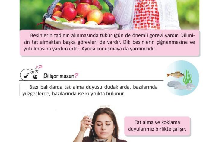 3. Sınıf Fen Bilimleri Meb Yayınları Sayfa 52 Cevapları