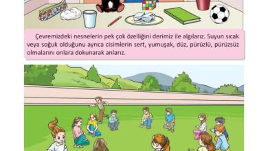 3. Sınıf Fen Bilimleri Meb Yayınları Sayfa 56 Cevapları