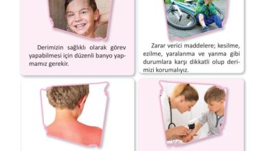 3. Sınıf Fen Bilimleri Meb Yayınları Sayfa 58 Cevapları