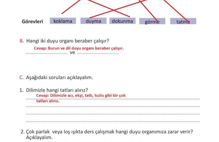 3. Sınıf Fen Bilimleri Meb Yayınları Sayfa 60 Cevapları