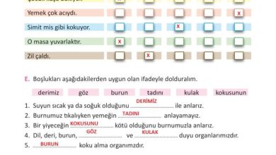 3. Sınıf Fen Bilimleri Meb Yayınları Sayfa 61 Cevapları