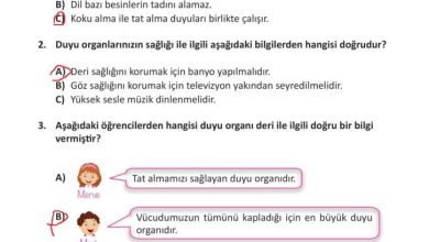 3. Sınıf Fen Bilimleri Meb Yayınları Sayfa 62 Cevapları