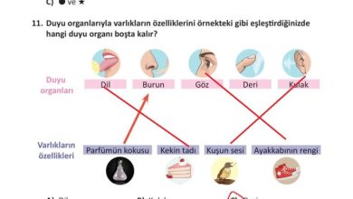 3. Sınıf Fen Bilimleri Meb Yayınları Sayfa 64 Cevapları