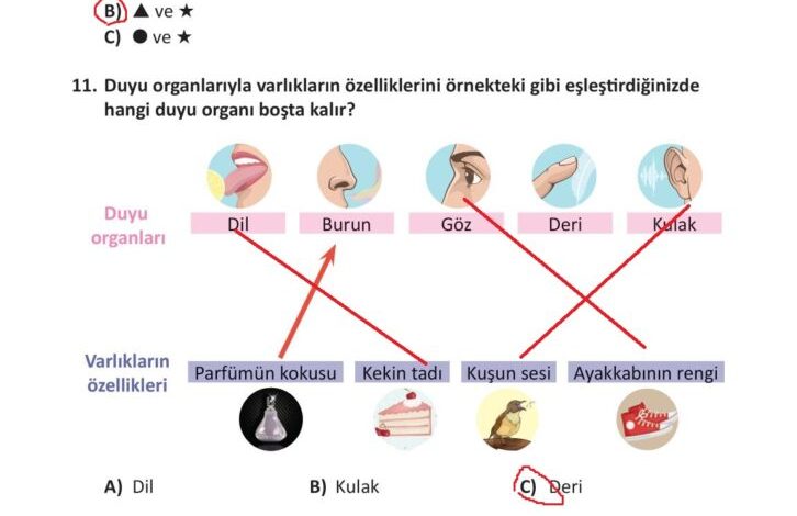 3. Sınıf Fen Bilimleri Meb Yayınları Sayfa 64 Cevapları