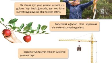 3. Sınıf Fen Bilimleri Meb Yayınları Sayfa 84 Cevapları