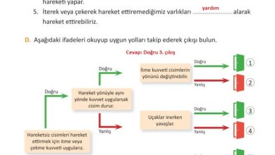 3. Sınıf Fen Bilimleri Meb Yayınları Sayfa 91 Cevapları