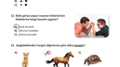 3. Sınıf Fen Bilimleri Meb Yayınları Sayfa 95 Cevapları