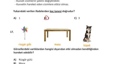 3. Sınıf Fen Bilimleri Meb Yayınları Sayfa 96 Cevapları