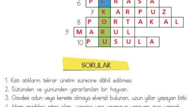 3. Sınıf Hayat Bilgisi Meb Yayınları Sayfa 175 Cevapları