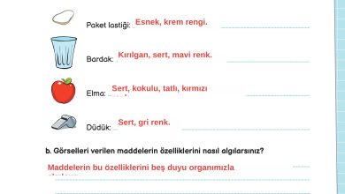 3. Sınıf Meb Yayınları Fen Bilimleri Ders Kitabı Sayfa 111 Cevapları