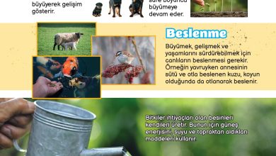 3. Sınıf Meb Yayınları Fen Bilimleri Ders Kitabı Sayfa 157 Cevapları