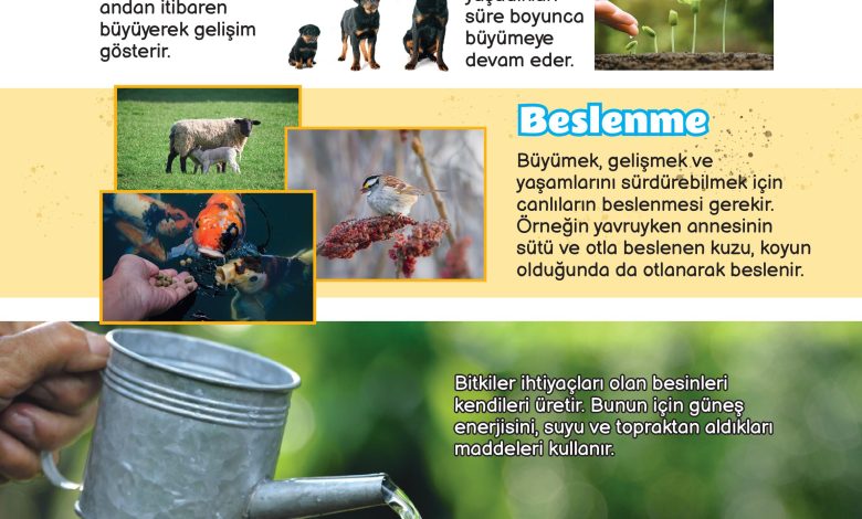 3. Sınıf Meb Yayınları Fen Bilimleri Ders Kitabı Sayfa 157 Cevapları