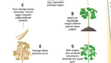 3. Sınıf Meb Yayınları Fen Bilimleri Ders Kitabı Sayfa 162 Cevapları