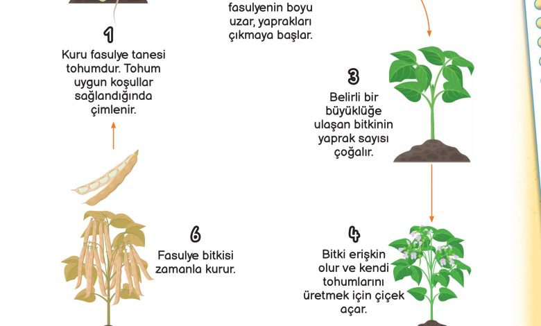 3. Sınıf Meb Yayınları Fen Bilimleri Ders Kitabı Sayfa 162 Cevapları