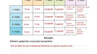 3. Sınıf Meb Yayınları Fen Bilimleri Ders Kitabı Sayfa 164 Cevapları