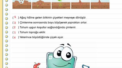 3. Sınıf Meb Yayınları Fen Bilimleri Ders Kitabı Sayfa 165 Cevapları