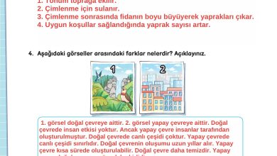 3. Sınıf Meb Yayınları Fen Bilimleri Ders Kitabı Sayfa 186 Cevapları