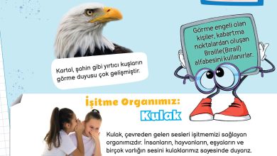 3. Sınıf Meb Yayınları Fen Bilimleri Ders Kitabı Sayfa 49 Cevapları