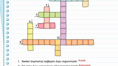 3. Sınıf Meb Yayınları Fen Bilimleri Ders Kitabı Sayfa 53 Cevapları