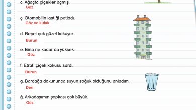 3. Sınıf Meb Yayınları Fen Bilimleri Ders Kitabı Sayfa 54 Cevapları