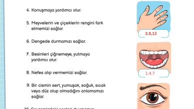 3. Sınıf Meb Yayınları Fen Bilimleri Ders Kitabı Sayfa 62 Cevapları