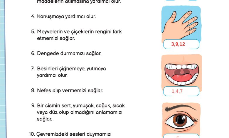 3. Sınıf Meb Yayınları Fen Bilimleri Ders Kitabı Sayfa 62 Cevapları