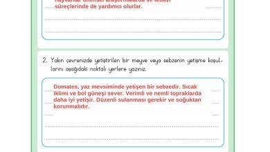 3. Sınıf Meb Yayınları Hayat Bilgisi Ders Kitabı Sayfa 210 Cevapları