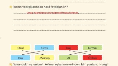 3. Sınıf Türkçe Meb Yayınları Sayfa 263 Cevapları