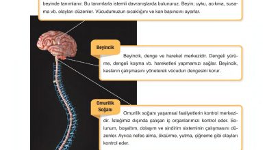 6. Sınıf Gün Yayınları Fen Bilimleri Ders Kitabı Sayfa 212 Cevapları