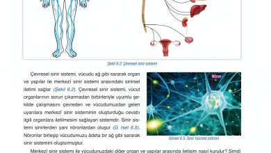 6. Sınıf Gün Yayınları Fen Bilimleri Ders Kitabı Sayfa 215 Cevapları