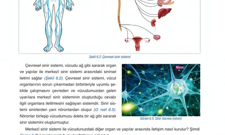 6. Sınıf Gün Yayınları Fen Bilimleri Ders Kitabı Sayfa 215 Cevapları