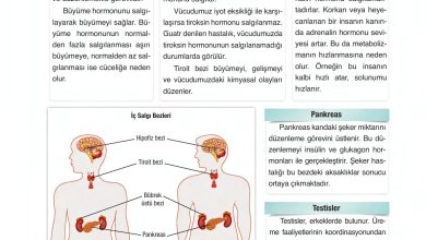 6. Sınıf Gün Yayınları Fen Bilimleri Ders Kitabı Sayfa 216 Cevapları