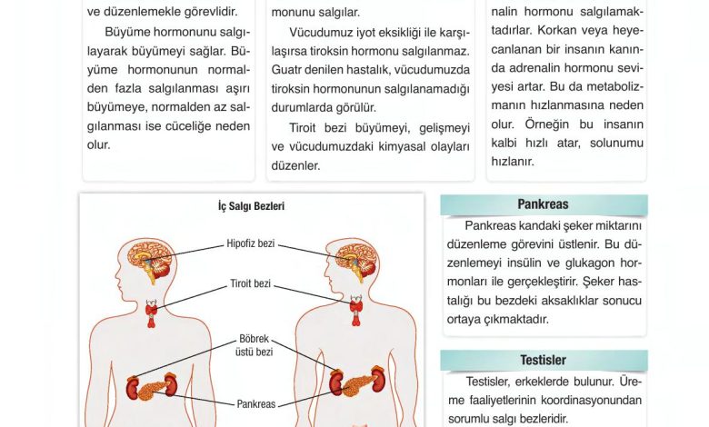 6. Sınıf Gün Yayınları Fen Bilimleri Ders Kitabı Sayfa 216 Cevapları