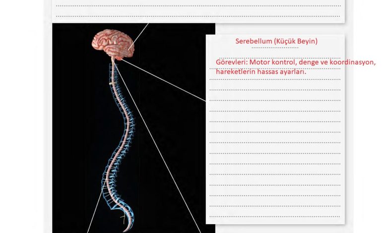 6. Sınıf Gün Yayınları Fen Bilimleri Ders Kitabı Sayfa 220 Cevapları