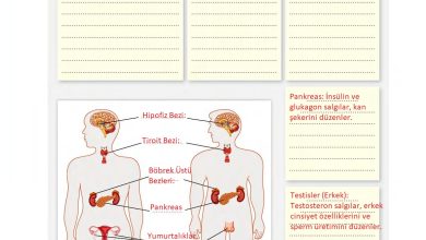 6. Sınıf Gün Yayınları Fen Bilimleri Ders Kitabı Sayfa 222 Cevapları