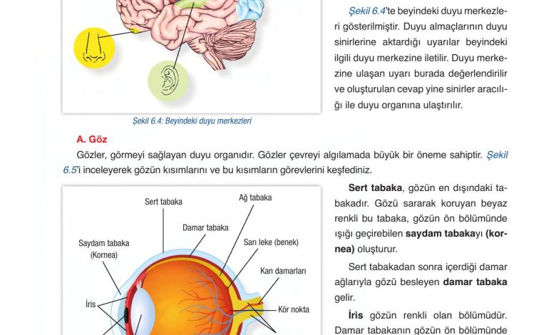 6. Sınıf Gün Yayınları Fen Bilimleri Ders Kitabı Sayfa 224 Cevapları