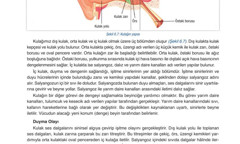 6. Sınıf Gün Yayınları Fen Bilimleri Ders Kitabı Sayfa 226 Cevapları