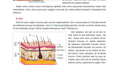 6. Sınıf Gün Yayınları Fen Bilimleri Ders Kitabı Sayfa 228 Cevapları