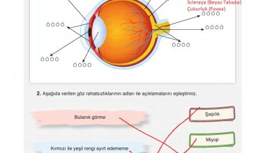 6. Sınıf Gün Yayınları Fen Bilimleri Ders Kitabı Sayfa 231 Cevapları