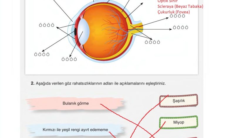 6. Sınıf Gün Yayınları Fen Bilimleri Ders Kitabı Sayfa 231 Cevapları