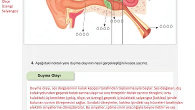 6. Sınıf Gün Yayınları Fen Bilimleri Ders Kitabı Sayfa 232 Cevapları